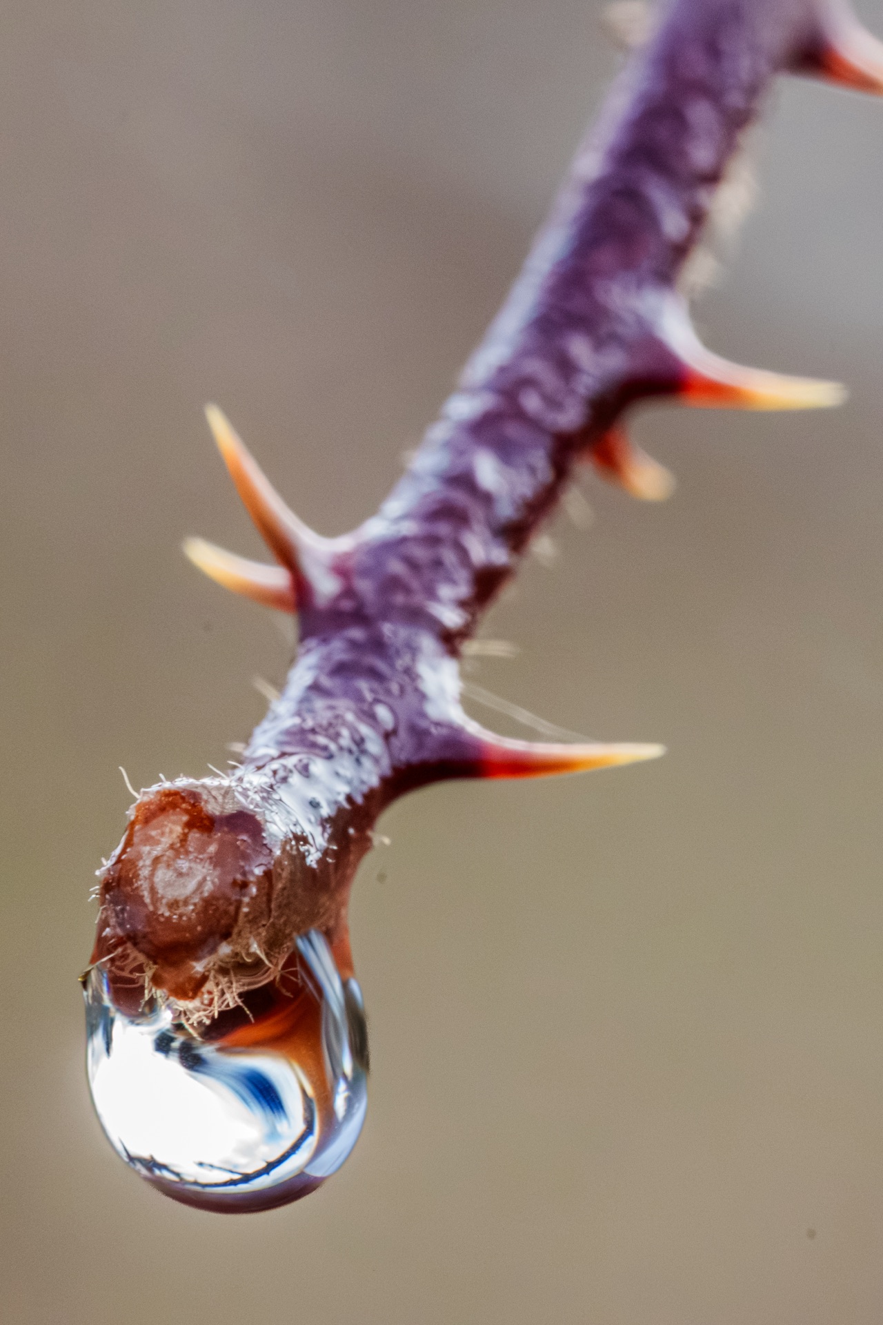 Purple thorny stem with a perfect water droplet at its tip